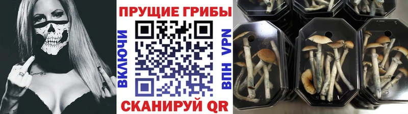 закладки  Тавда  Псилоцибиновые грибы Cubensis 